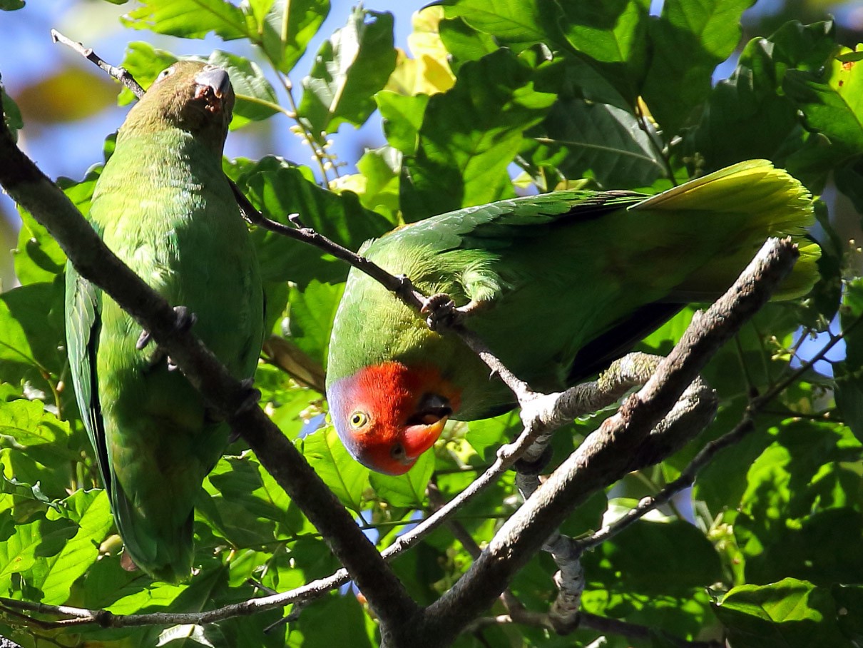 Red hot sale cheeked parakeet