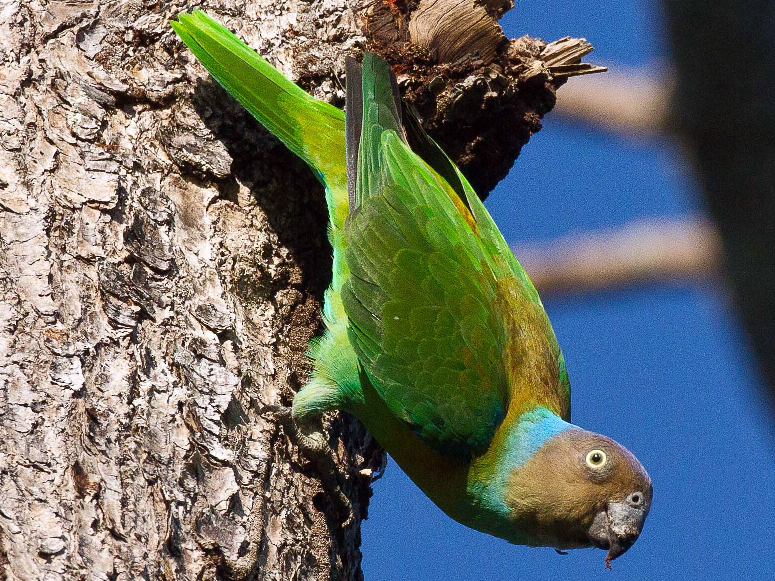 Red-cheeked Parrot - Eric VanderWerf