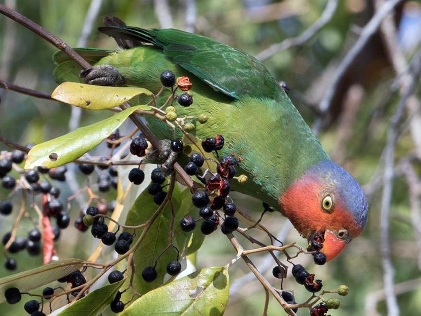 Red-cheeked Parrot - Sonja Ross