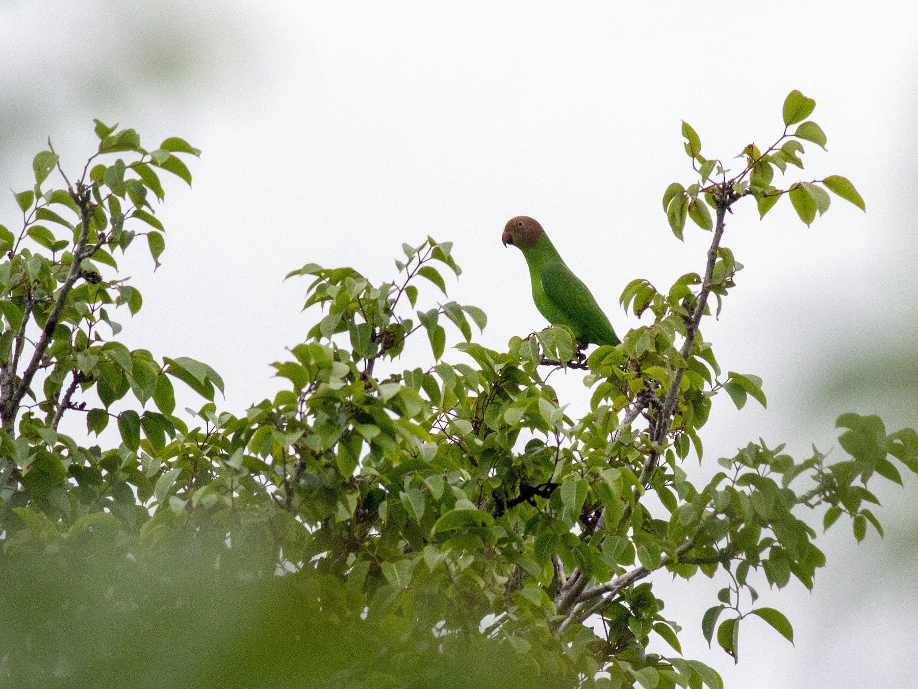 Red-cheeked Parrot - Benjamin Van Doren