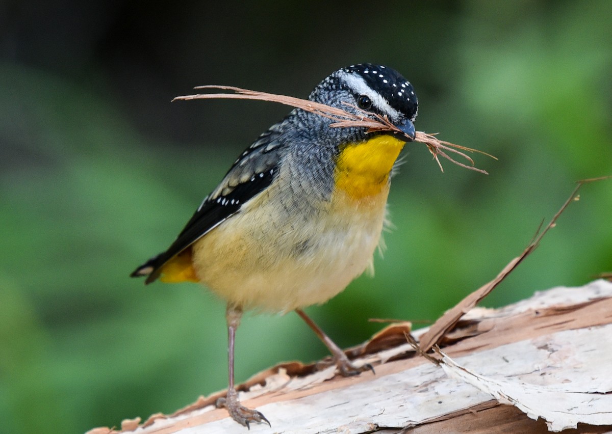 Spotted Pardalote - ML173143771
