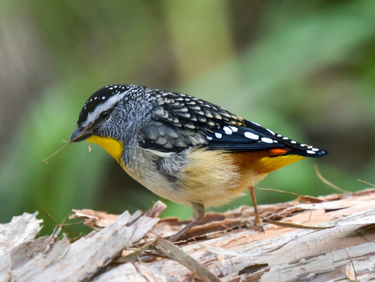 Spotted Pardalote - ML173143781