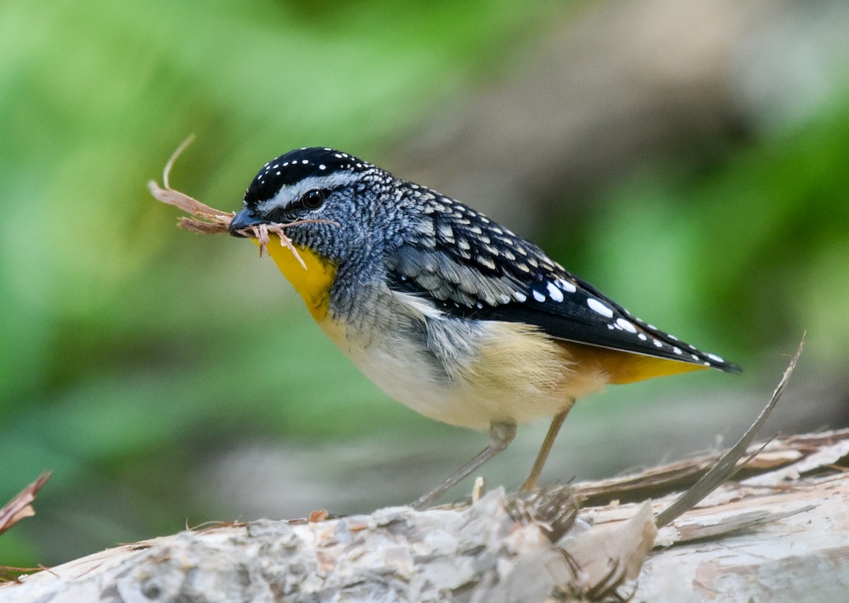 Spotted Pardalote - ML173143791