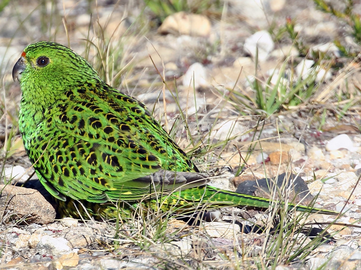 Ground Parrot - Michael Rutkowski