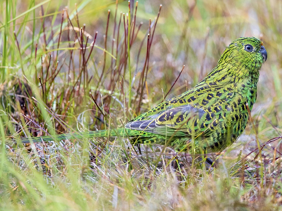 Ground Parrot - Laurie Ross | Tracks Birding & Photography Tours