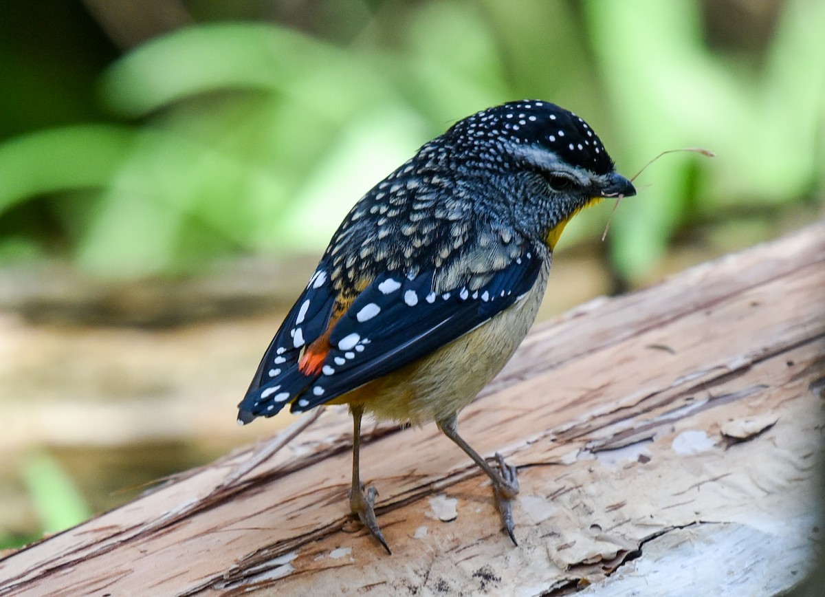 Spotted Pardalote - ML173143871