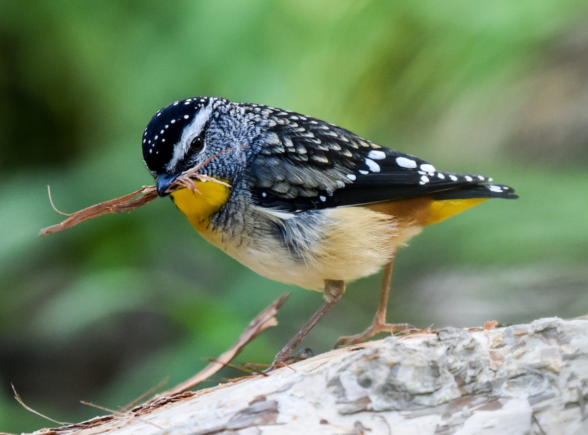 Spotted Pardalote - ML173143901