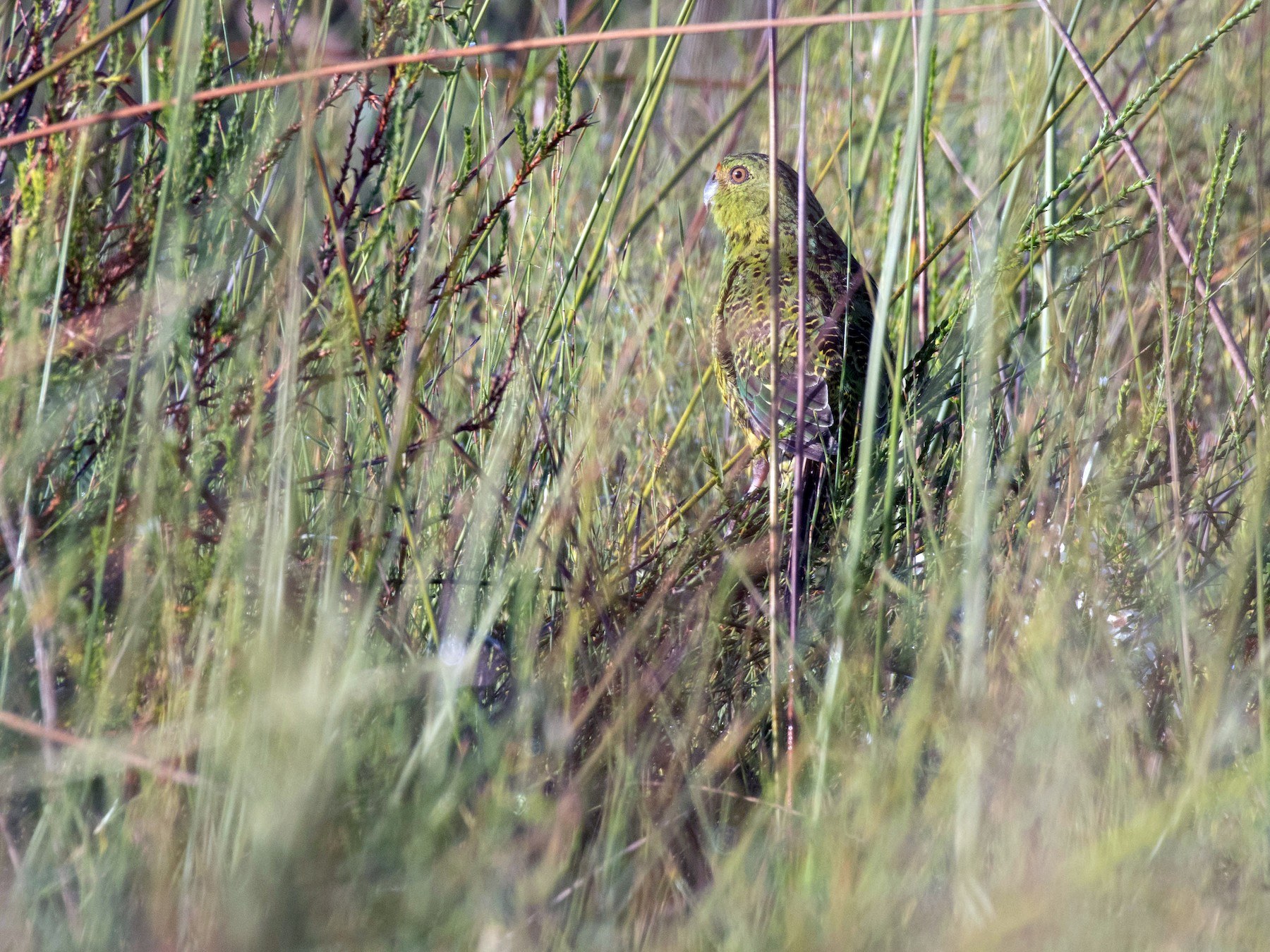 Ground Parrot - Terence Alexander