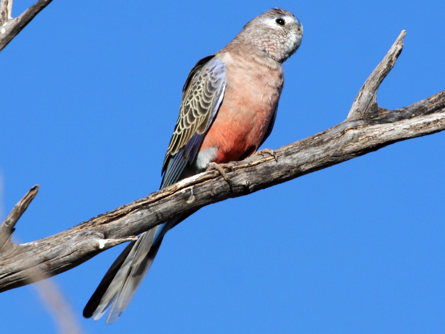 Bourke's Parrot - eBird