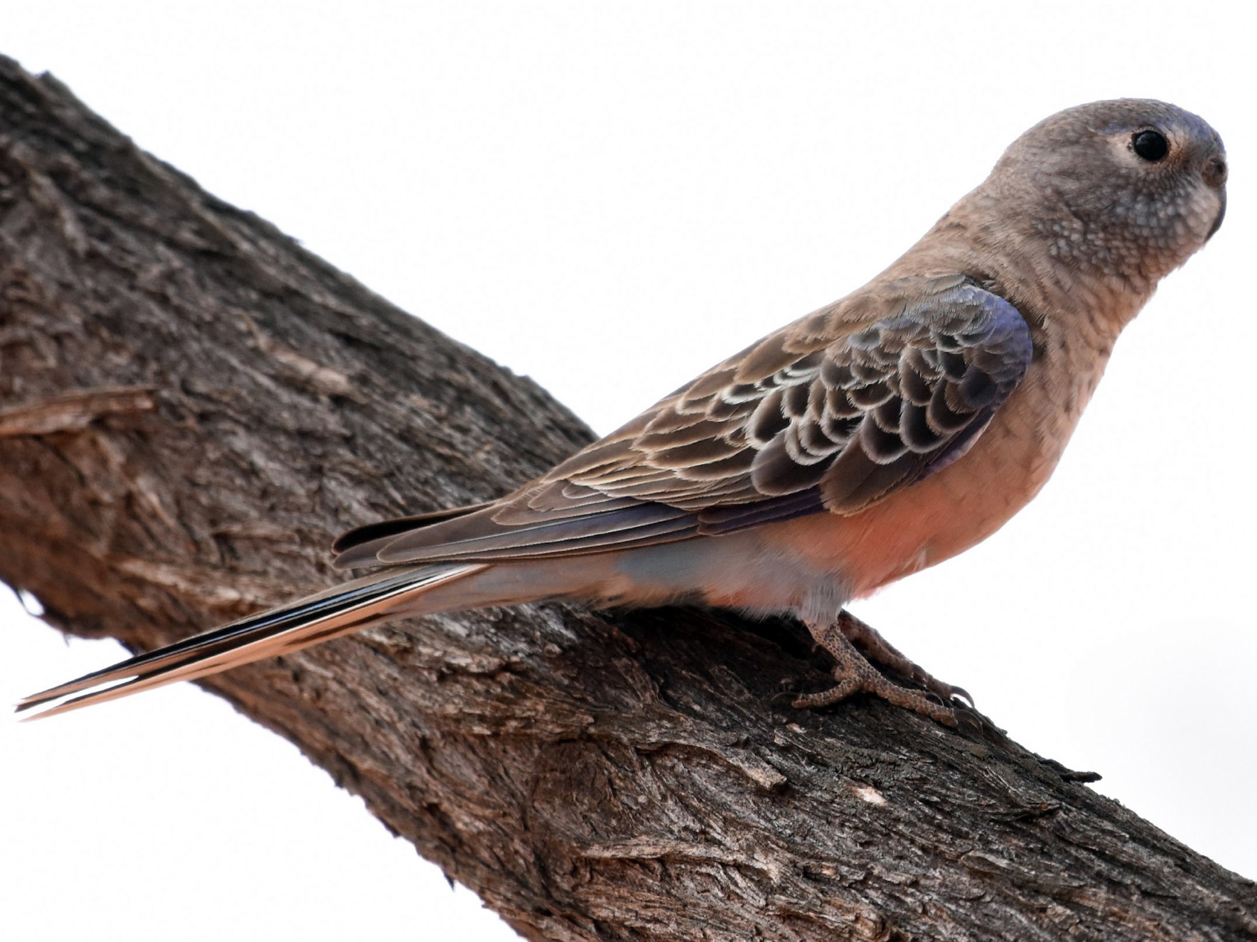 Bourke's Parrot - eBird