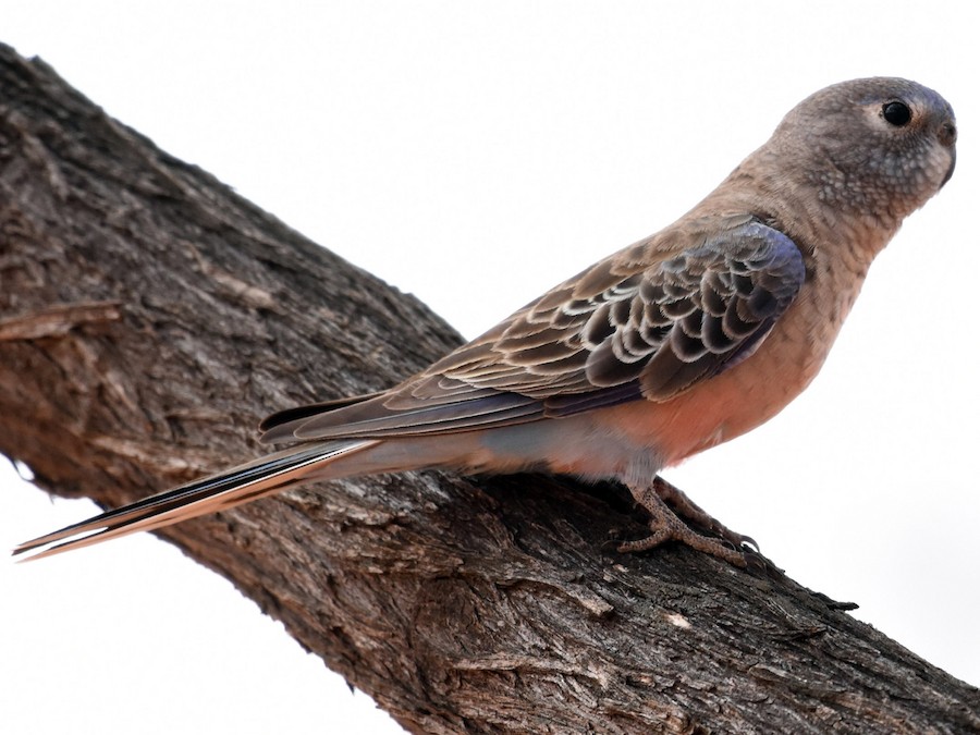 bourkes parakeet