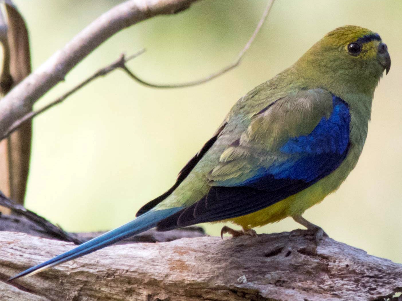 Blue-winged Parrot - Andrew Allen
