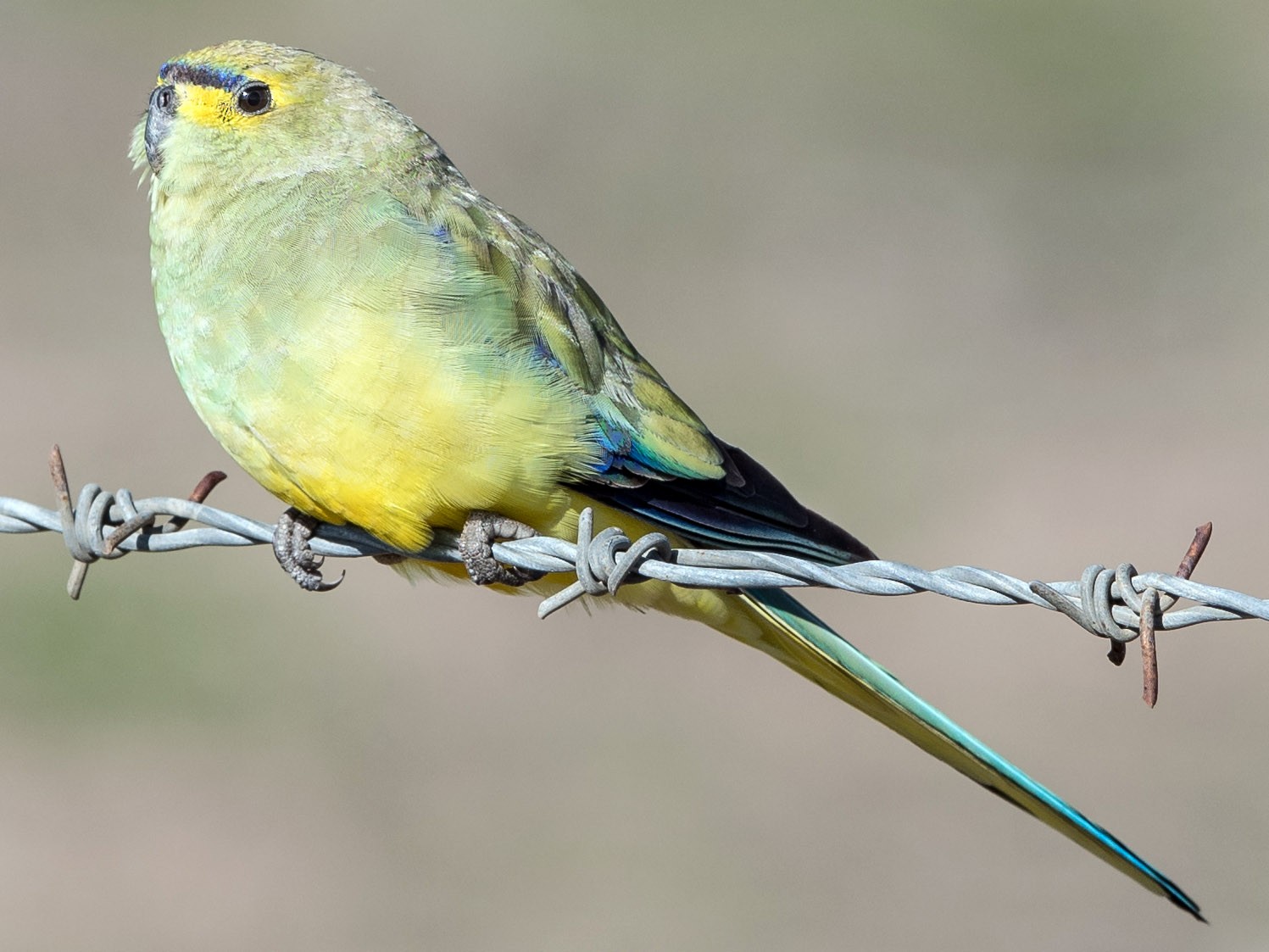 Blue-winged Parrot - Greg & Jeanette Licence