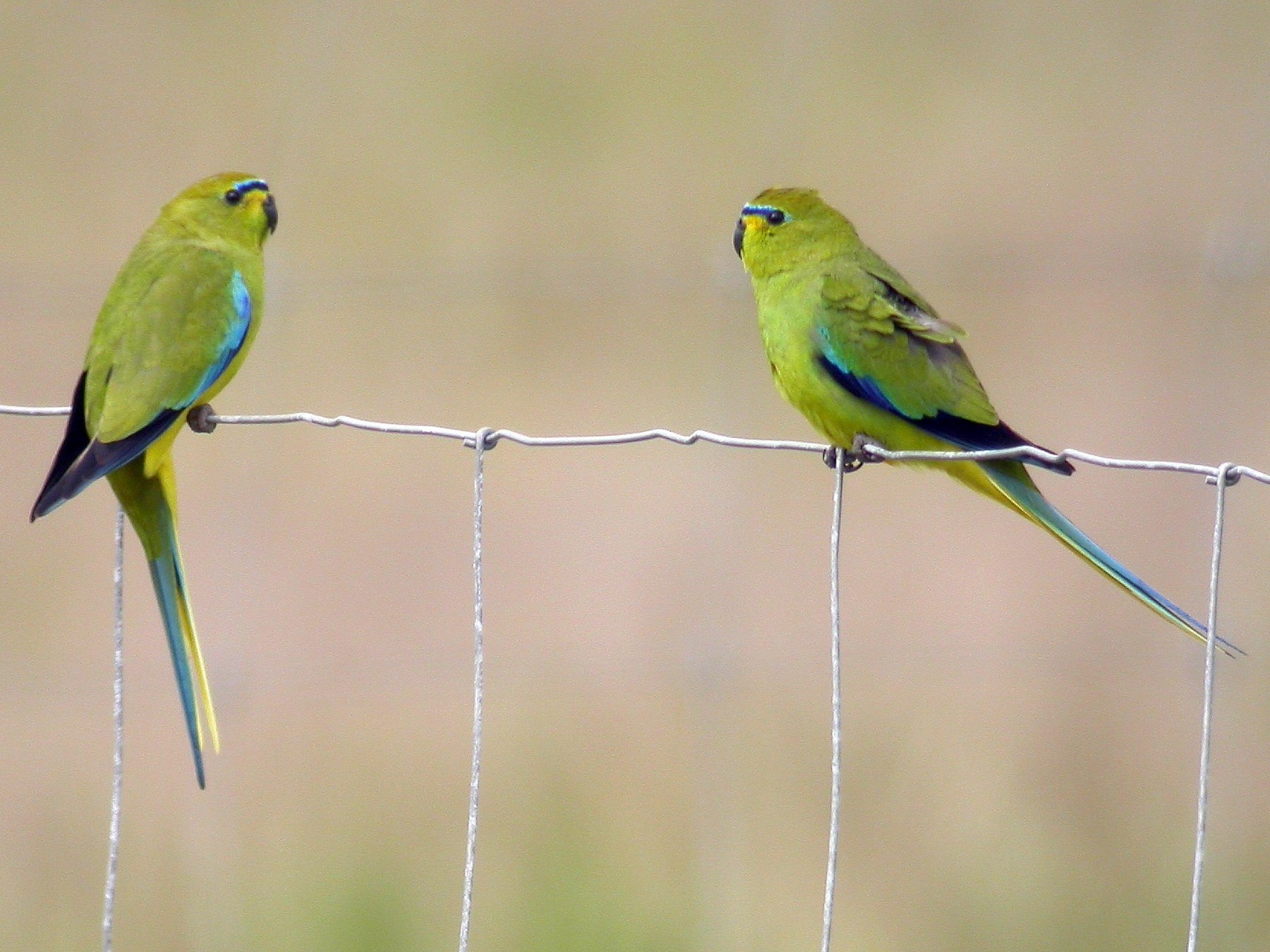 Elegant parakeet sale