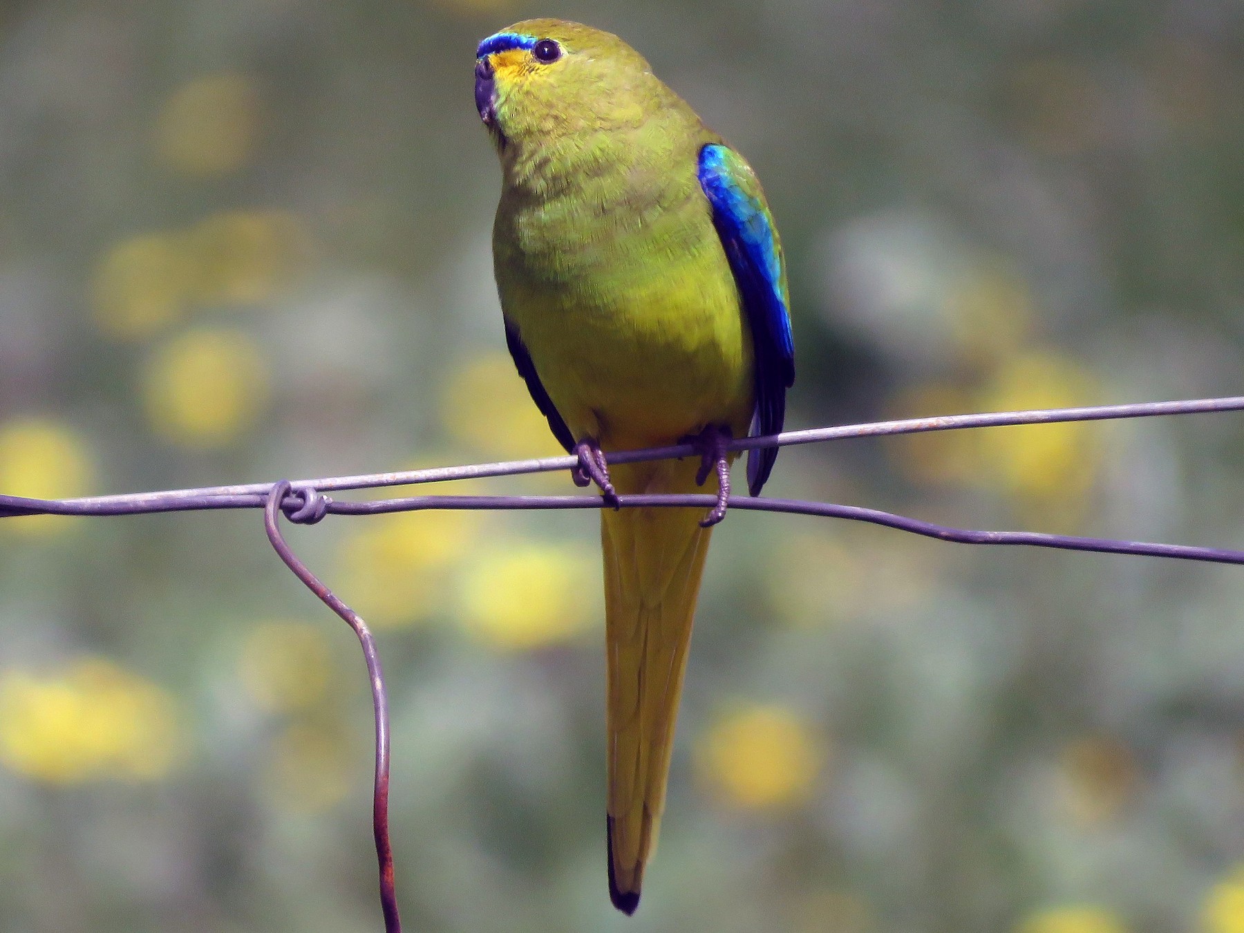 Elegant Parrot - Fernando Casado Angulo