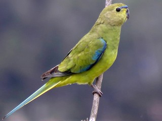  - Elegant Parrot