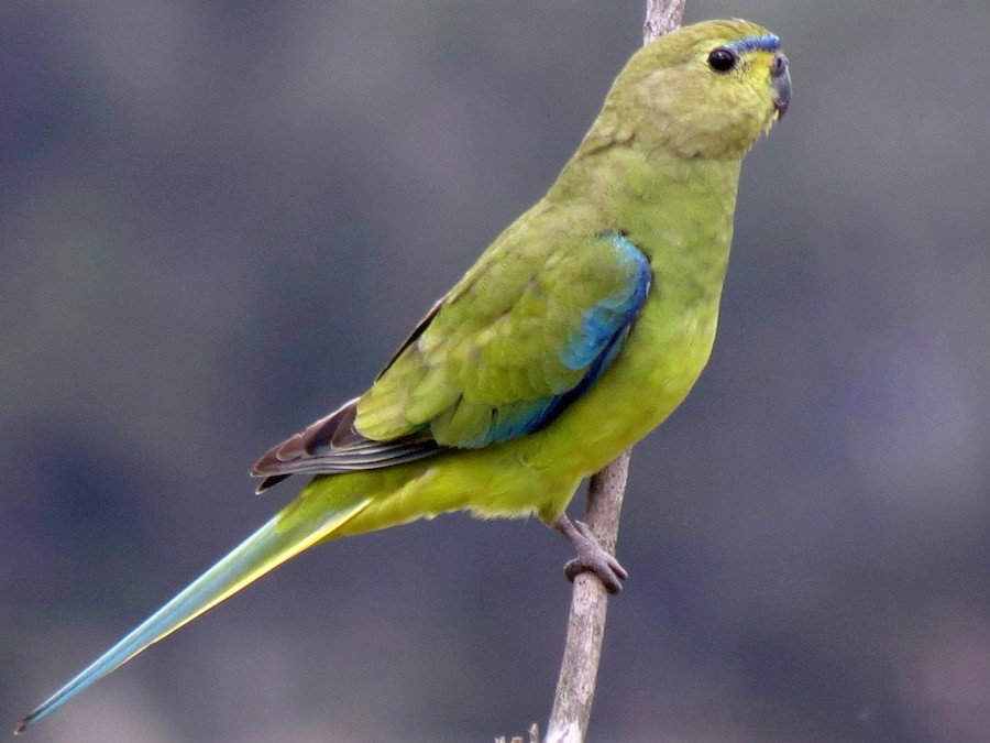 Periquito Pico Oscuro - eBird