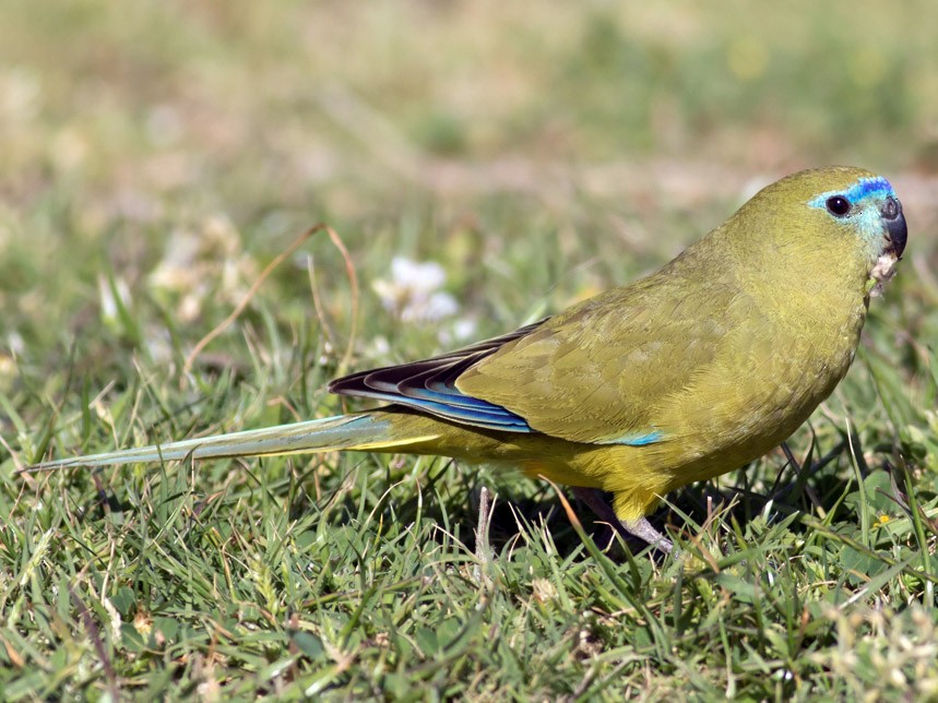 Rock Parrot - Tom Johnson