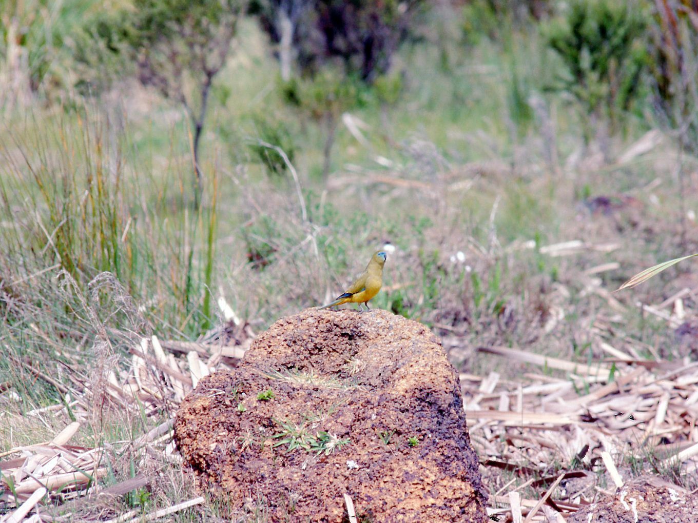 Rock Parrot - eBird