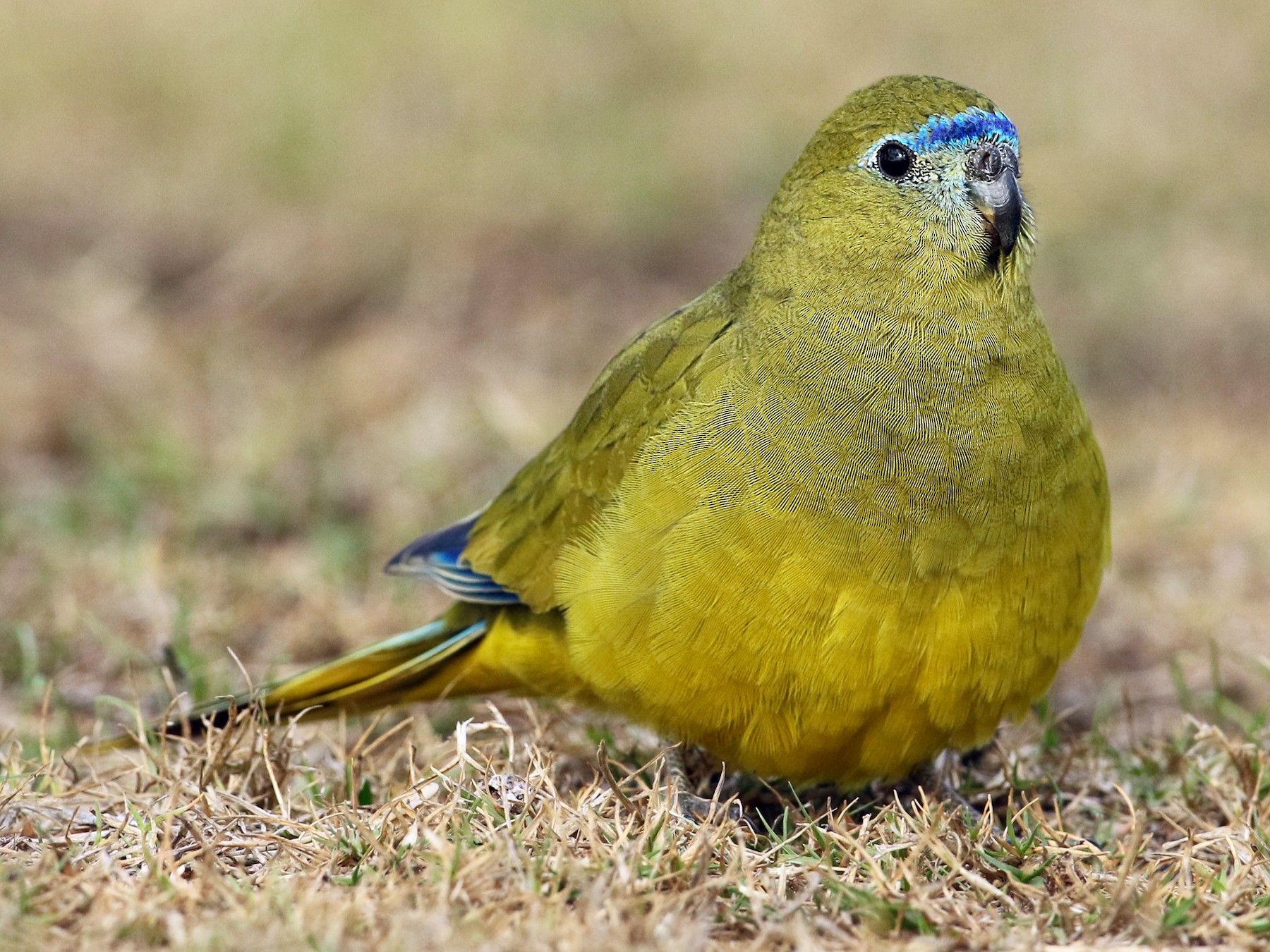 Rock Parrot - Luke Seitz