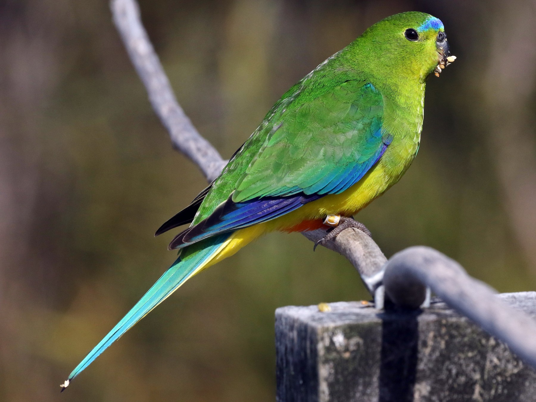 orange parrot bird