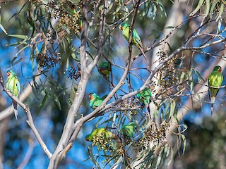 Swift Parrot - eBird