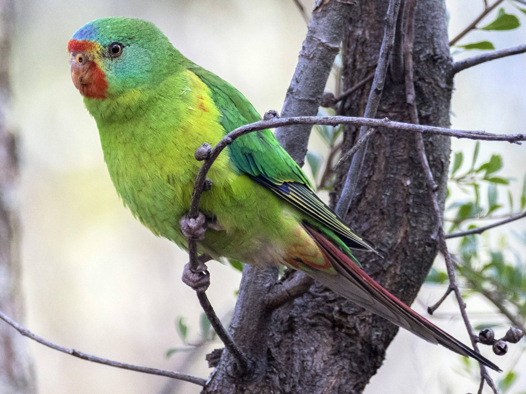 Swift Parrot - Timothy Paasila