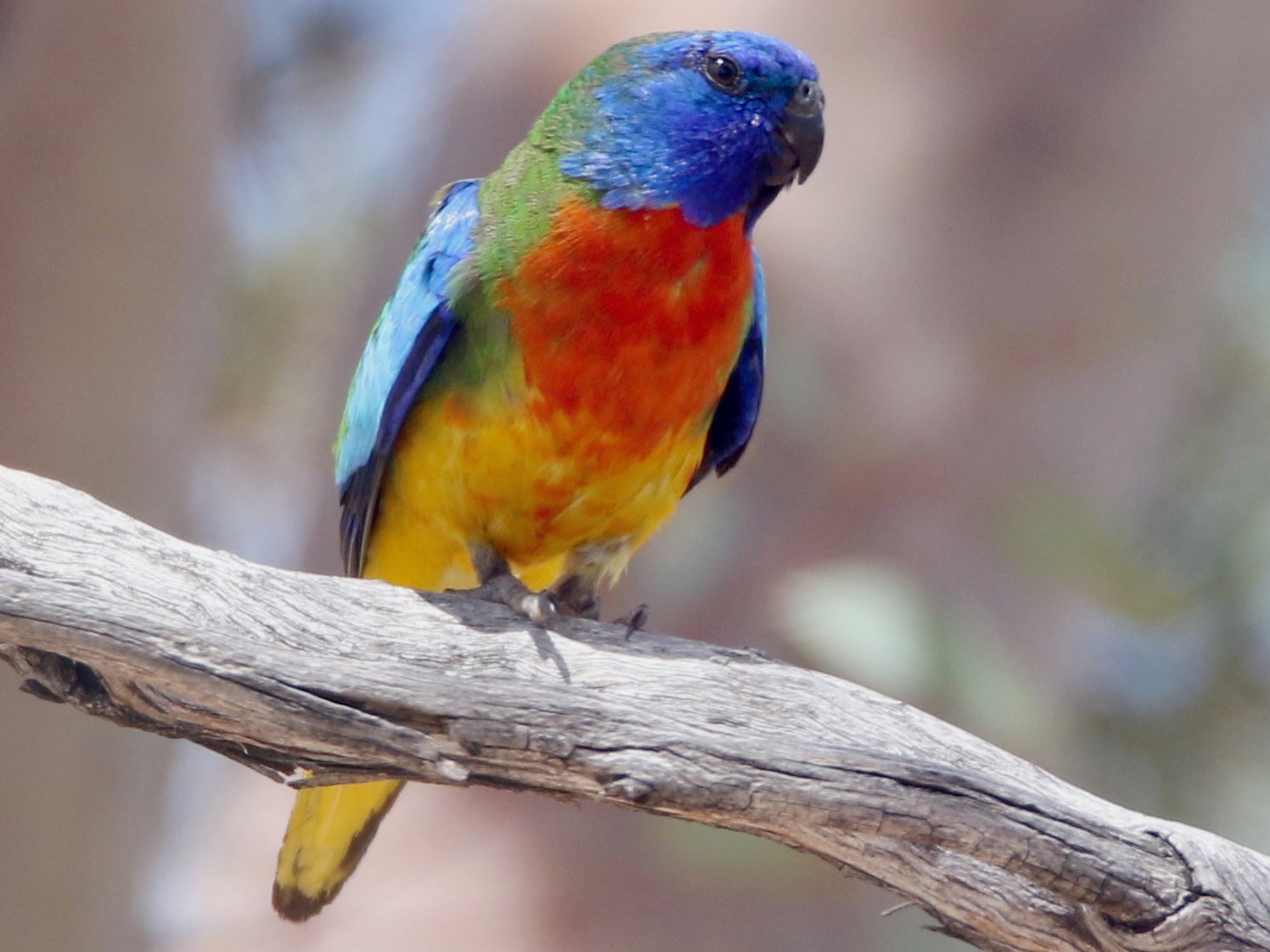 Scarlet-chested Parrot - Paul Coddington