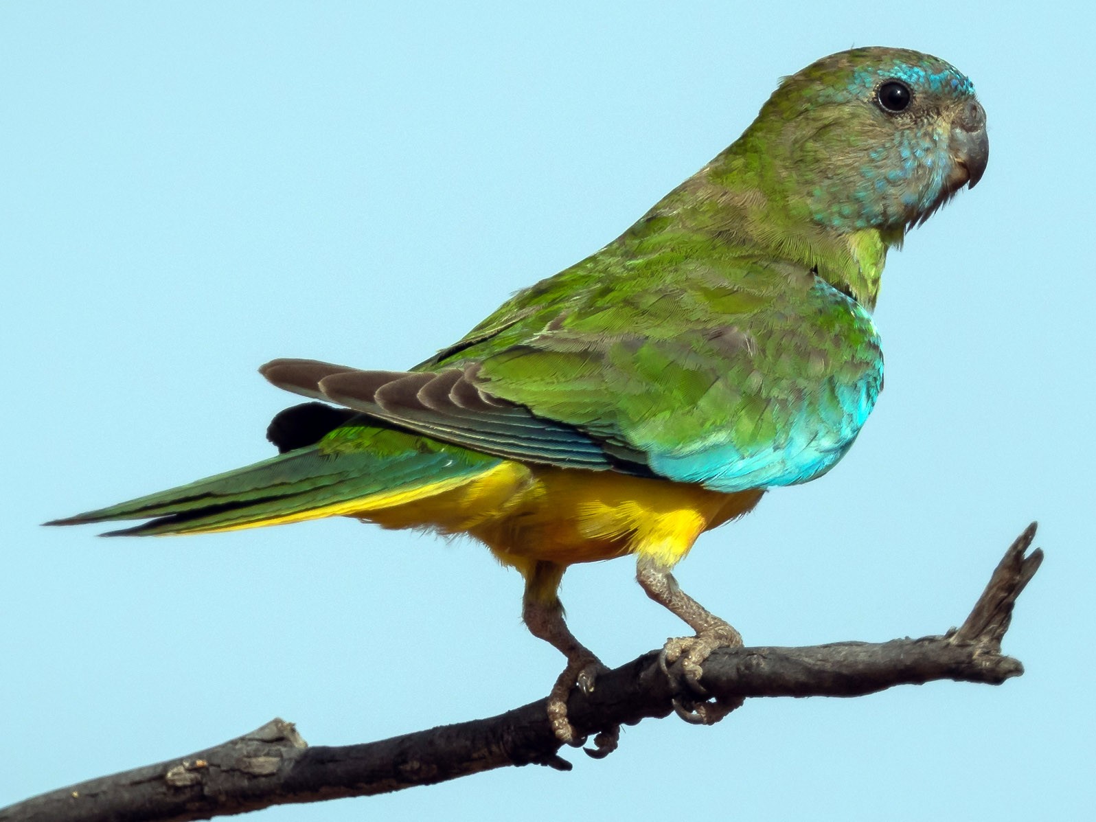 Scarlet-chested Parrot - Chris Young