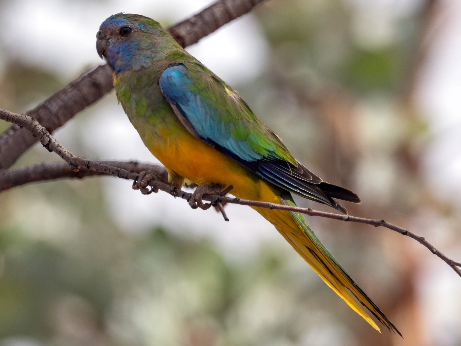 Scarlet-chested Parrot - Chris Young