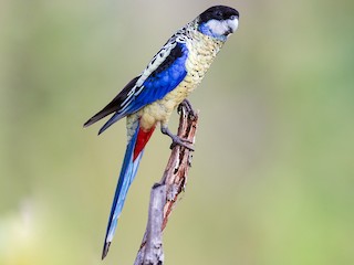  - Northern Rosella