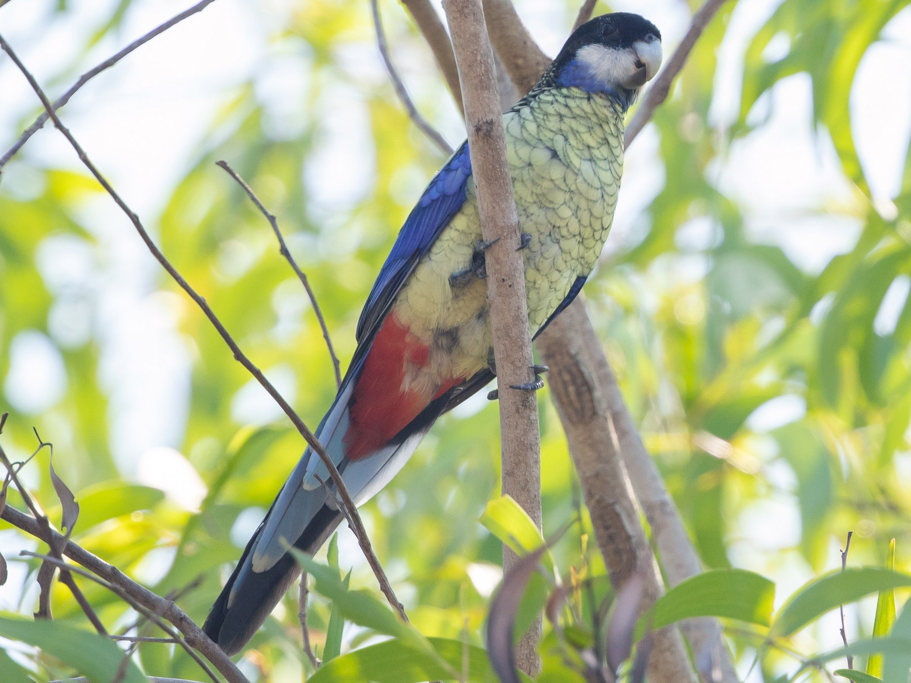 Northern Rosella - Cory Gregory