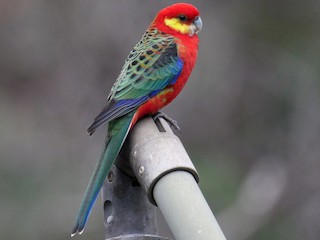  - Western Rosella