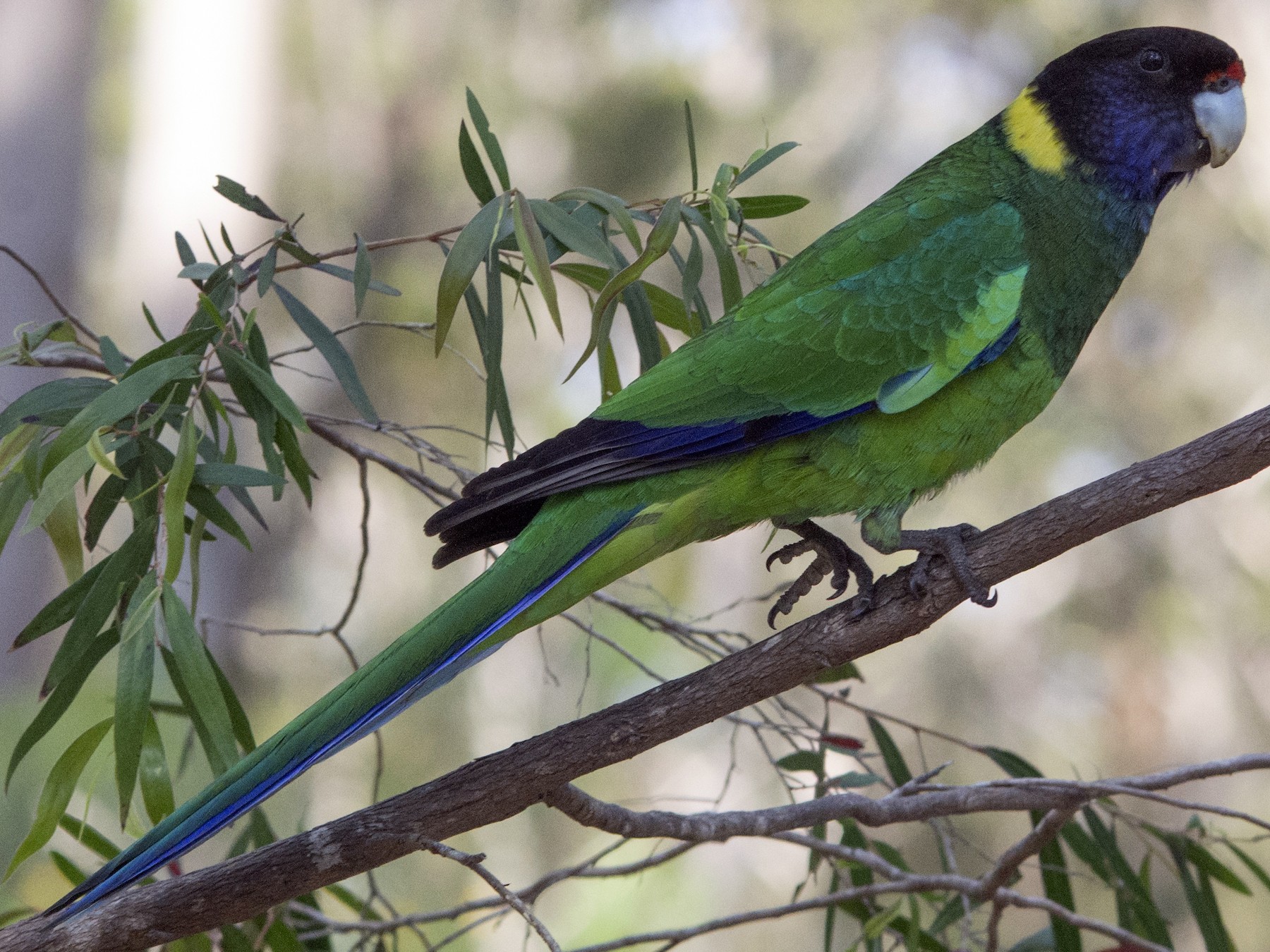 Green ringneck deals