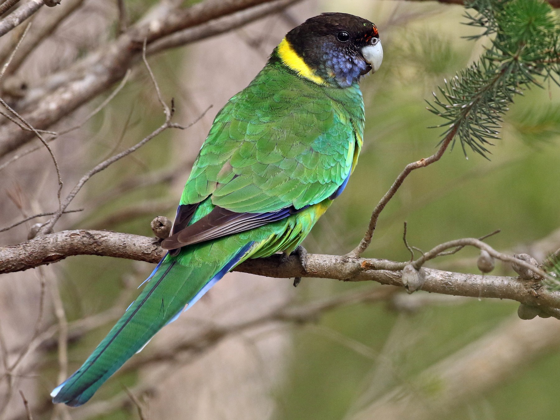 Australian Ringneck 