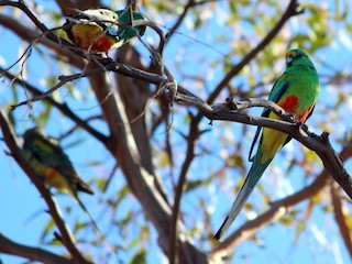  - Mulga Parrot