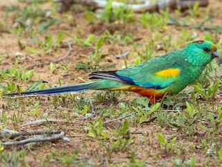  - Mulga Parrot