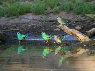  - Mulga Parrot