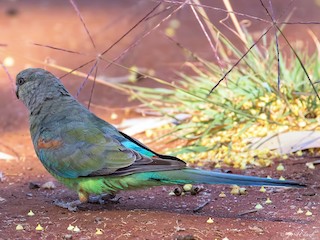  - Mulga Parrot