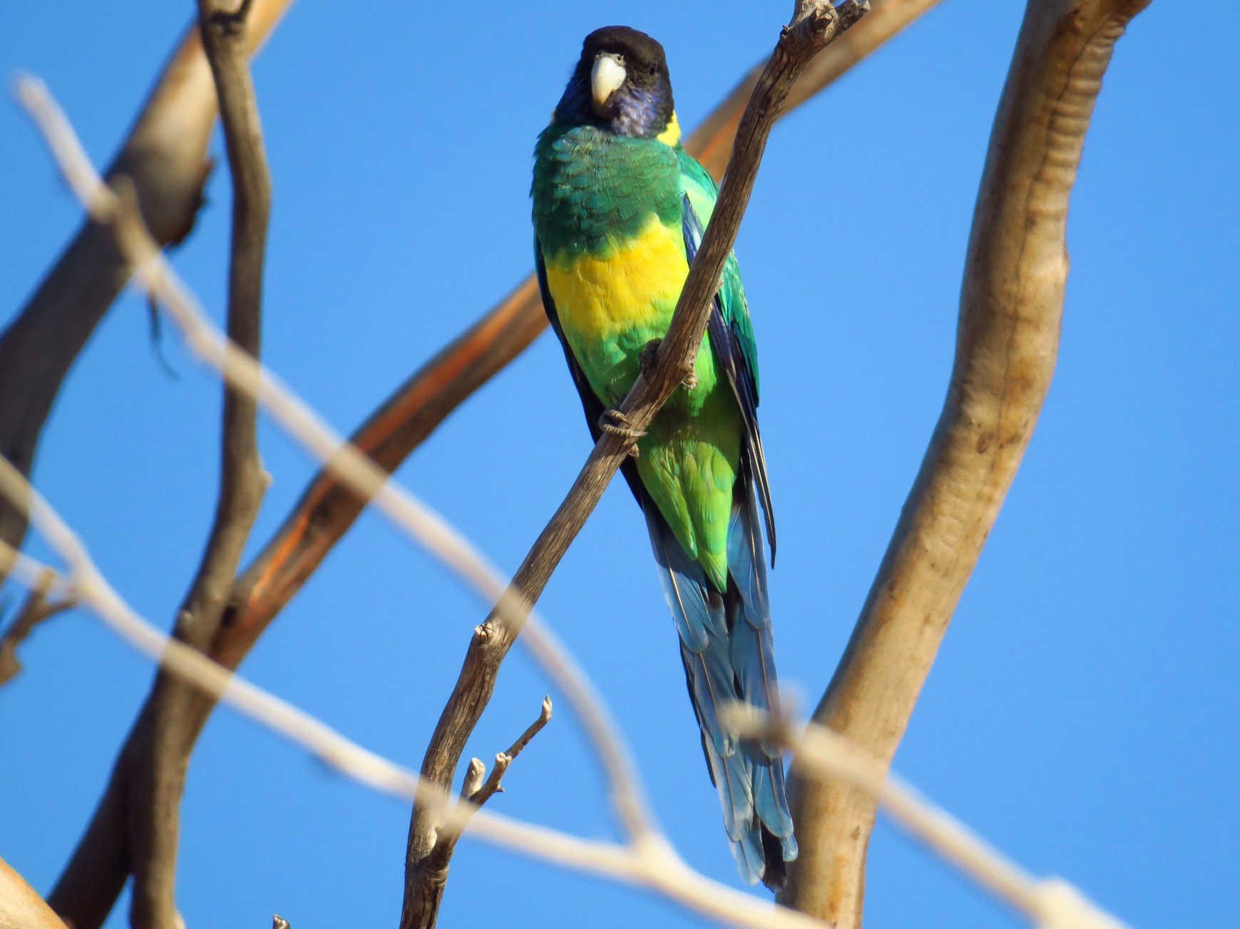 Australian Ringneck - Ann Breeze