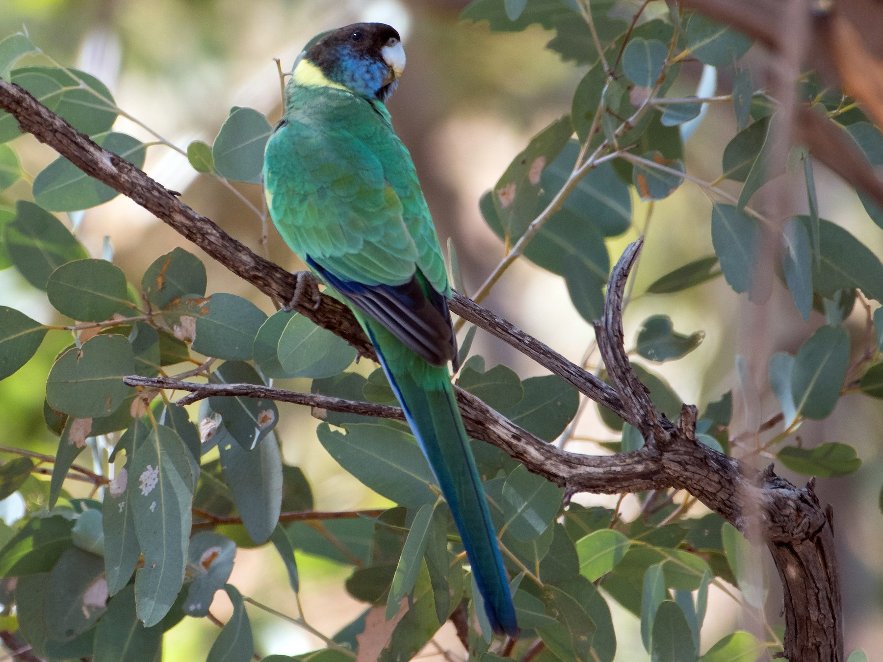 Australian Ringneck - Bill Bacon