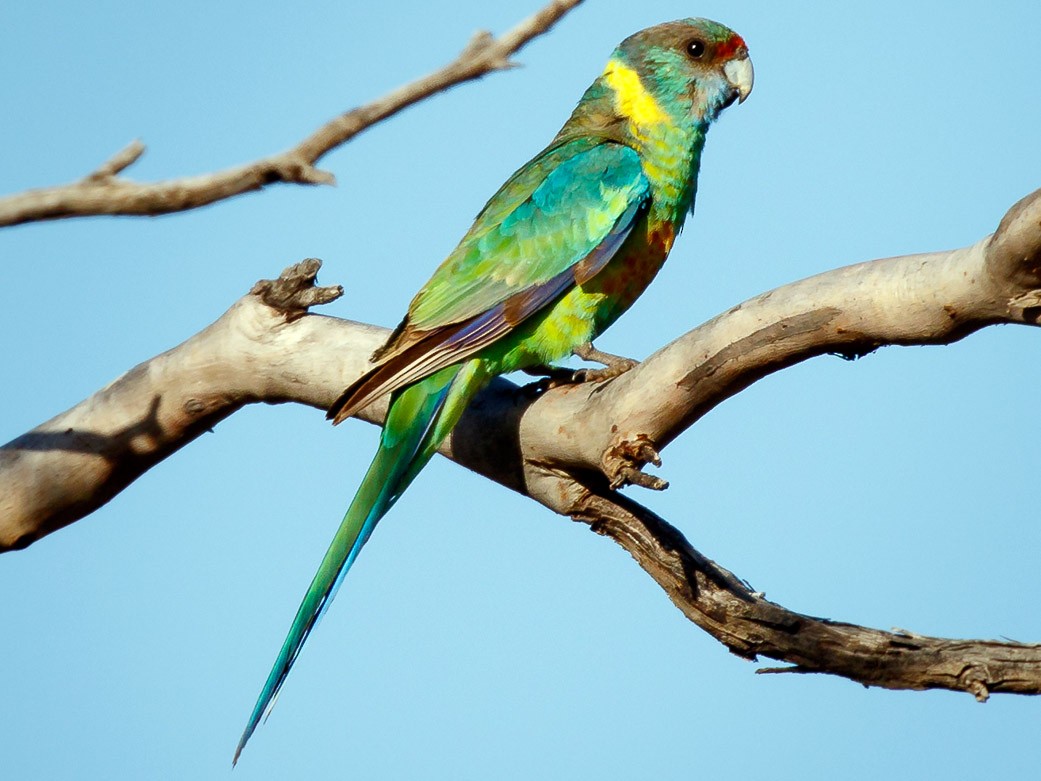 Yellow deals ringneck parrot