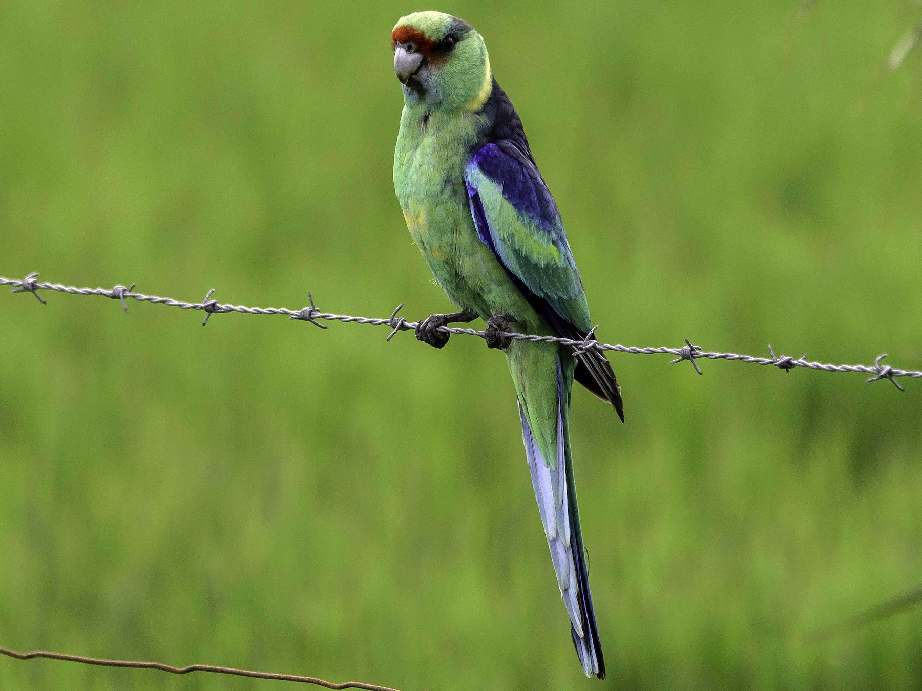 Australian Ringneck - Adam Fry