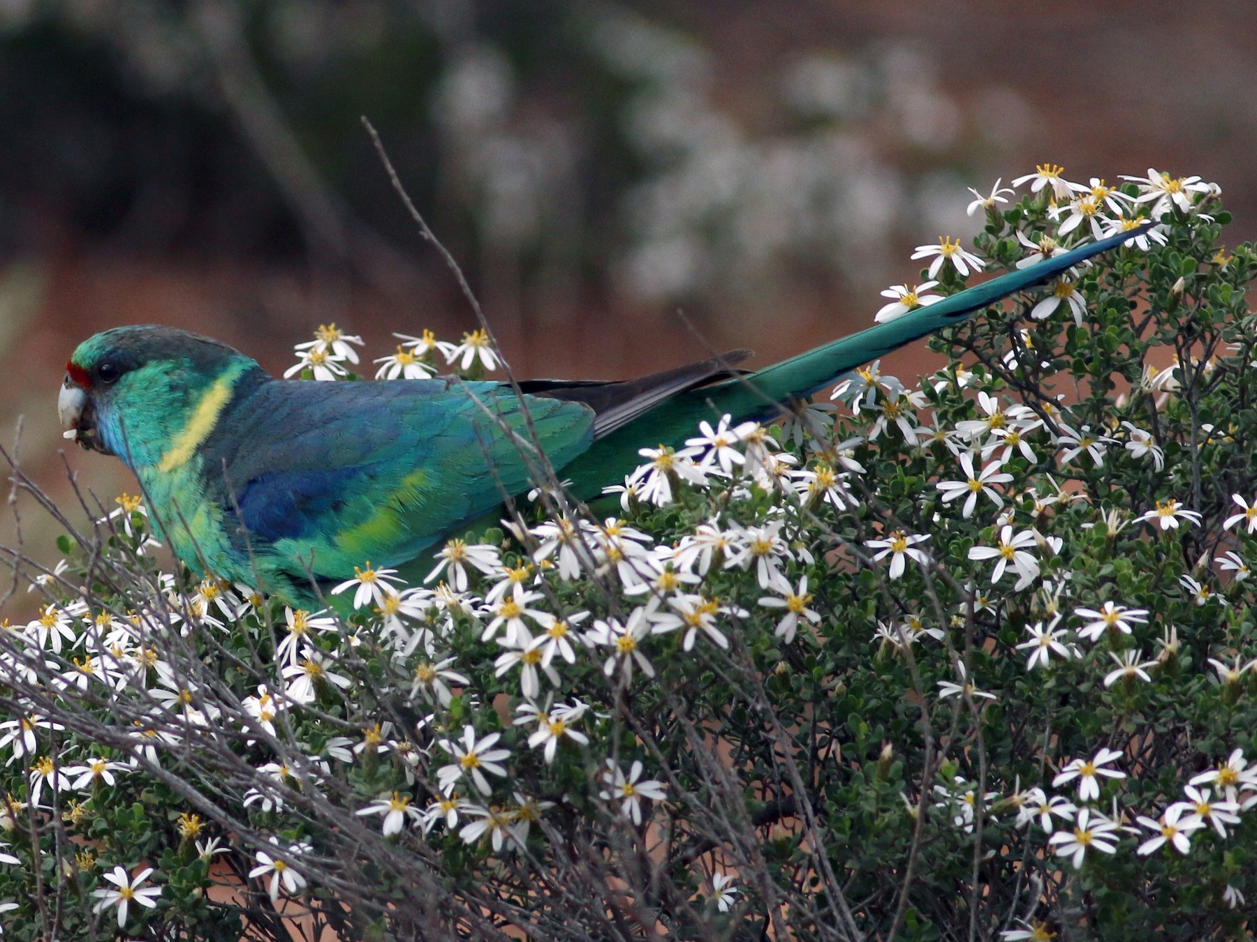 Australian Ringneck - eBird