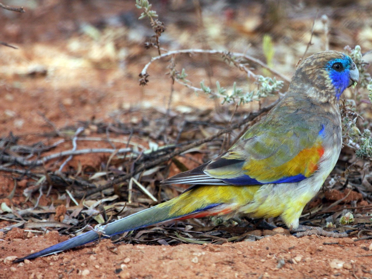 ナレサハナガサインコ Ebird