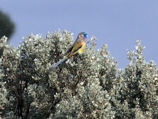  - Naretha Bluebonnet