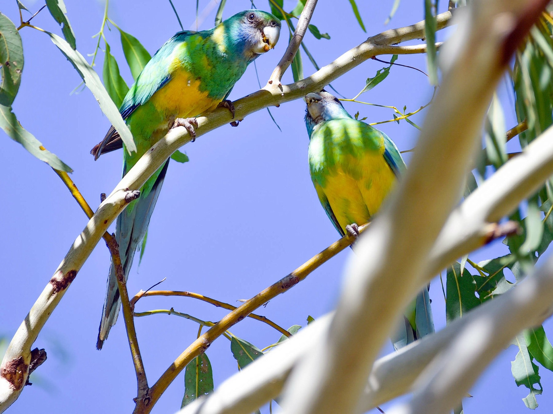 Australian ringneck ebird