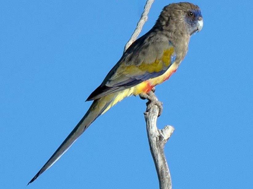 Perruche A Bonnet Bleu Ebird