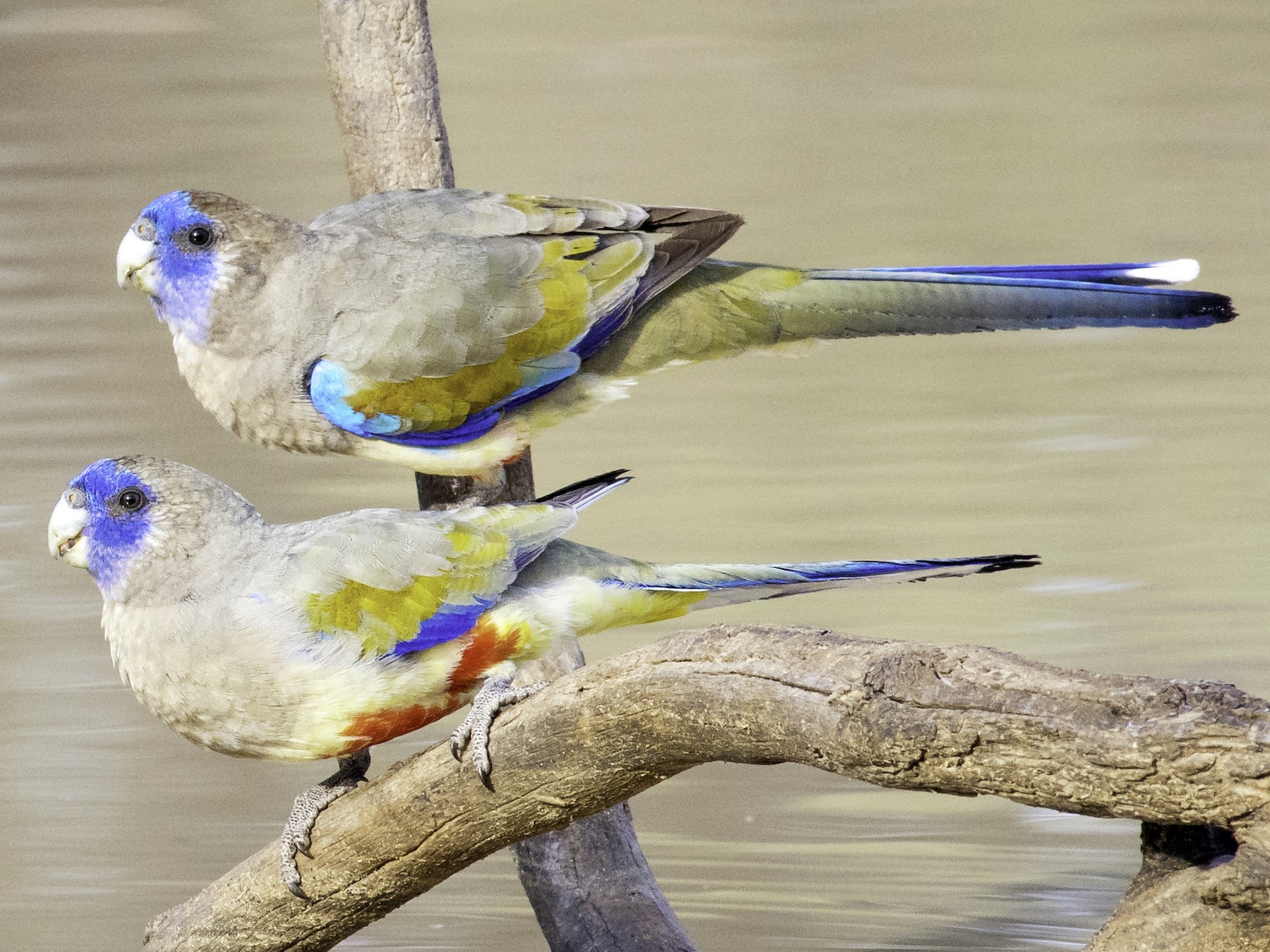 ハナガサインコ Ebird