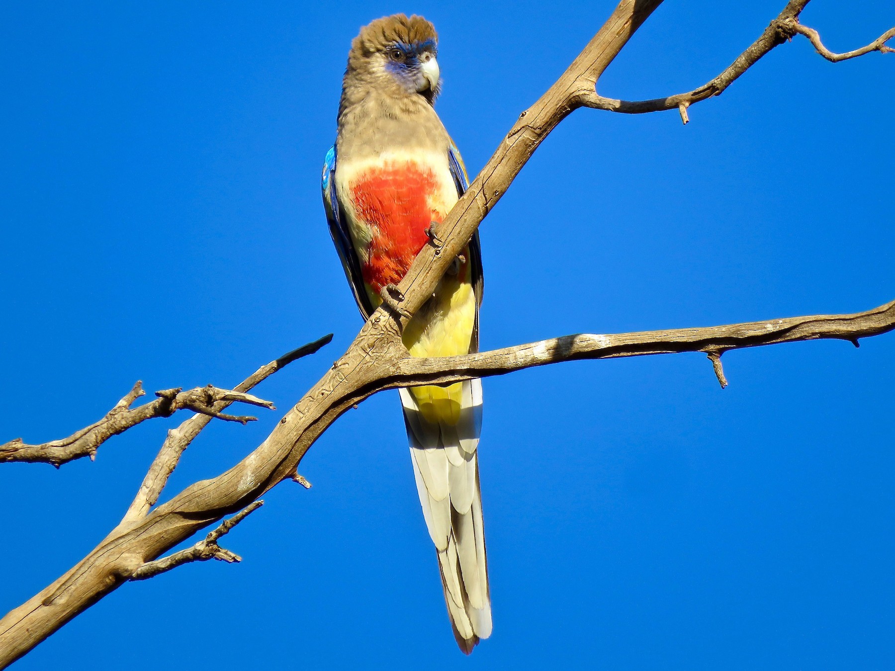 ハナガサインコ Ebird